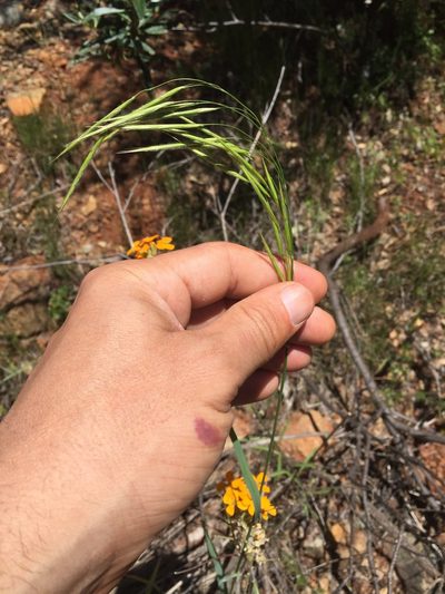 Bromus laevipes, photographed by Scott Loarie