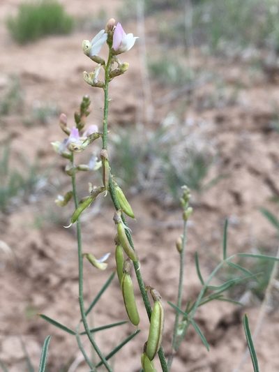 Astragalus proximus, photographed by Robbie Hannawacker
