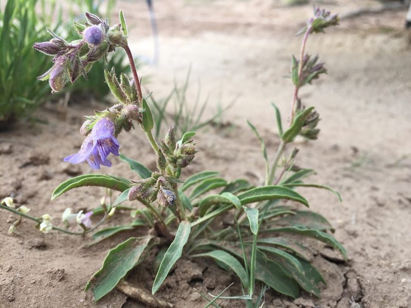 Penstemon breviculus, photographed by Robbie Hannawacker