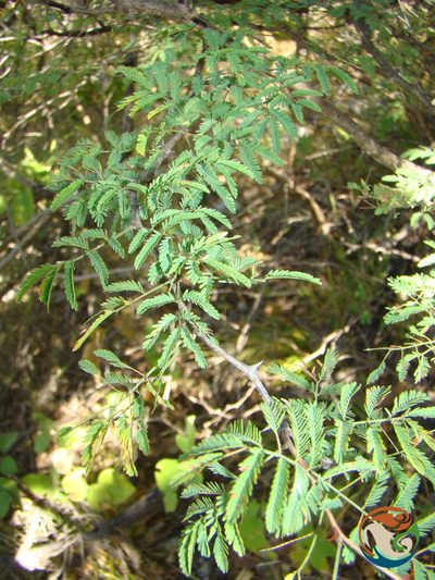 Mimosa lacerata, photographed by Eugenio Padilla