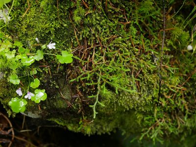 Selaginella oregana, photographed by Kirill Ignatyev