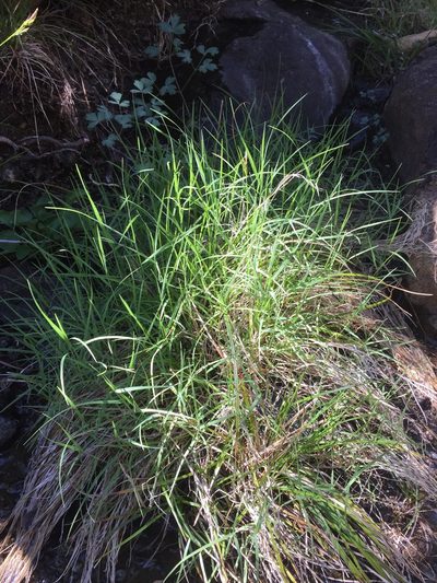 Muhlenbergia andina, photographed by Scott Loarie