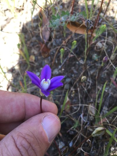 Brodiaea stellaris, photographed by Scott Loarie