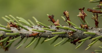 Arceuthobium pusillum, photographed by aarongunnar
