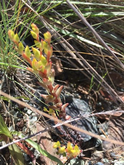 Sedum radiatum, photographed by Scott Loarie