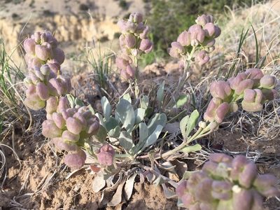 Physaria acutifolia, photographed by Robbie Hannawacker