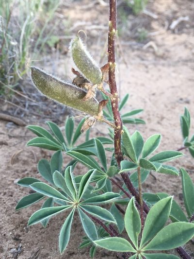 Lupinus ammophilus, photographed by Robbie Hannawacker