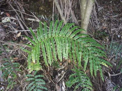 Parablechnum triangularifolium, photographed by Leon Perrie