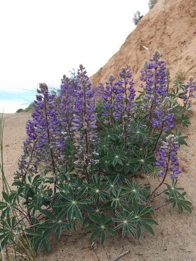 Lupinus ammophilus, photographed by Robbie Hannawacker