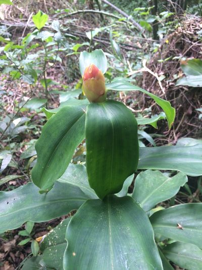 Costus scaber, photographed by Adrianh M. Orozco
