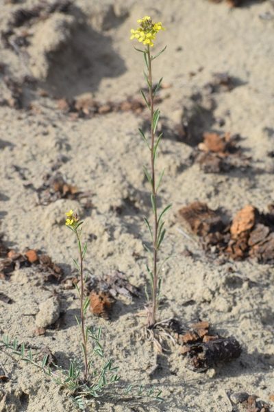 Erysimum coarctatum, photographed by Syd Cannings