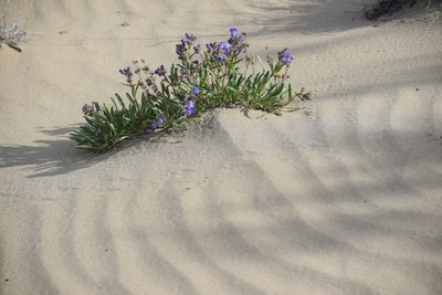 Penstemon gormanii, photographed by Syd Cannings