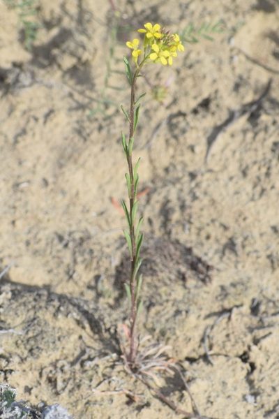 Erysimum coarctatum, photographed by Syd Cannings