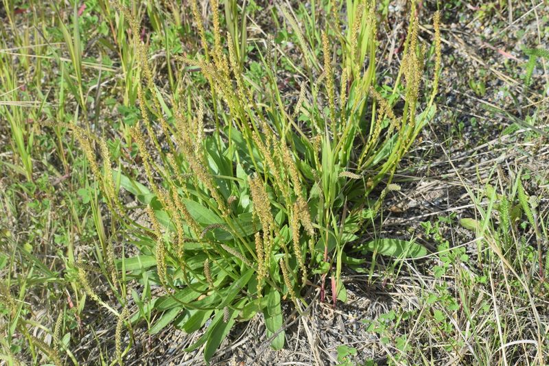 Plantago eriopoda, photographed by Syd Cannings