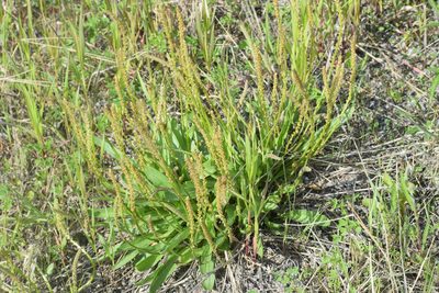 Plantago eriopoda, photographed by Syd Cannings
