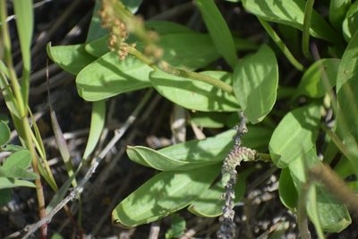 Plantago eriopoda, photographed by Syd Cannings