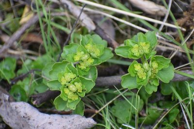 Chrysosplenium tetrandrum, photographed by Syd Cannings
