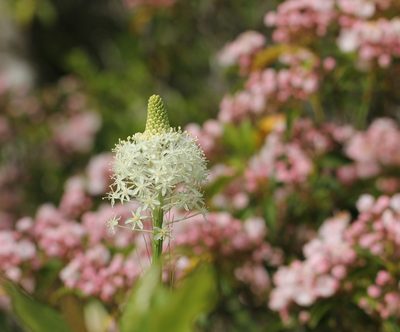 Xerophyllum asphodeloides, photographed by jrcagle