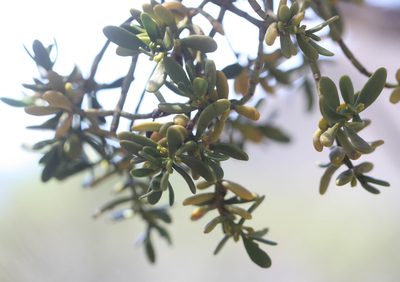 Phoradendron densum, photographed by Scott Loarie
