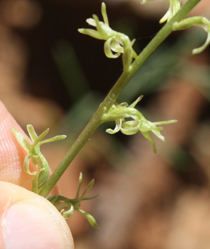 Platanthera leptopetala, photographed by Scott Loarie