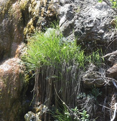 Calliscirpus criniger, photographed by Scott Loarie