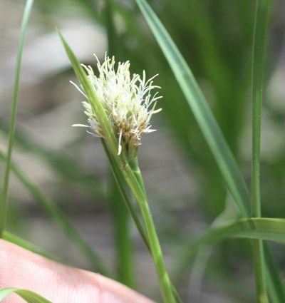 Calliscirpus criniger, photographed by Scott Loarie