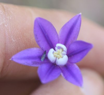 Brodiaea stellaris, photographed by Scott Loarie