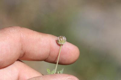 Trifolium microdon, photographed by Scott Loarie