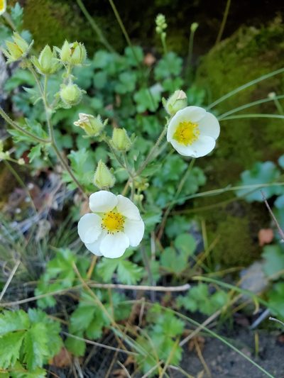 Drymocallis pseudorupestris, photographed by Kate