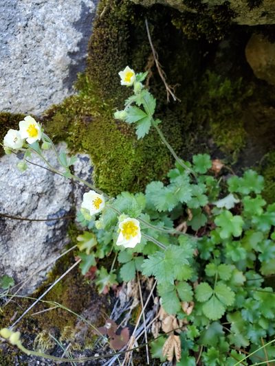 Drymocallis pseudorupestris, photographed by Kate
