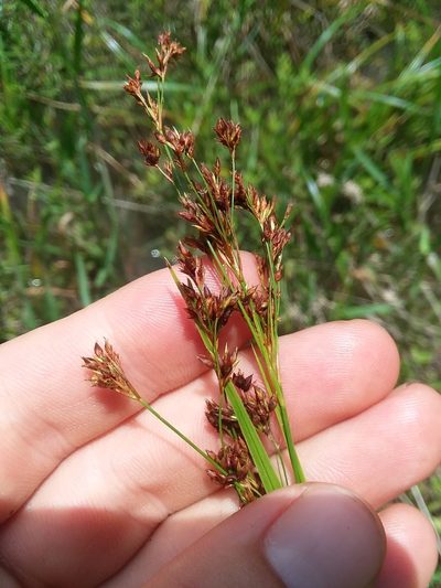 Rhynchospora elliottii, photographed by Will McFarland