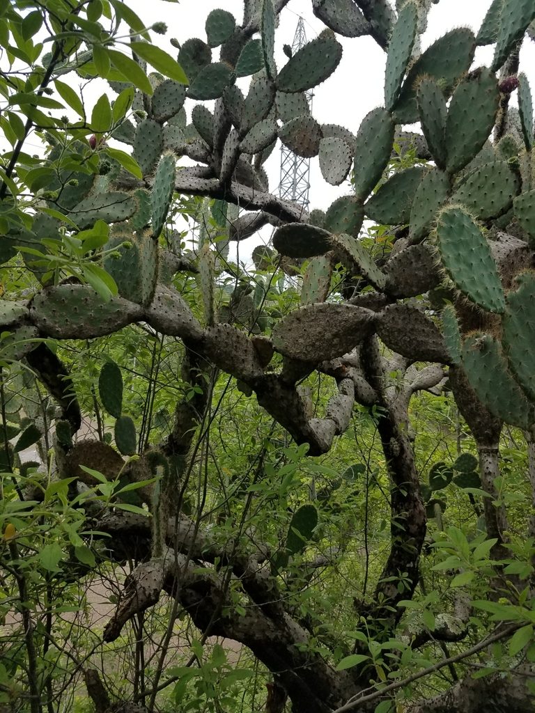 Opuntia lutea, photographed by geralg
