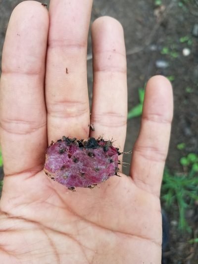 Opuntia lutea, photographed by geralg