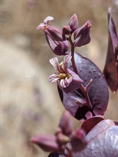 Streptanthus farnsworthianus, photographed by Alex Heyman