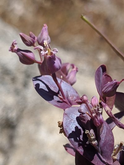 Streptanthus farnsworthianus, photographed by Alex Heyman