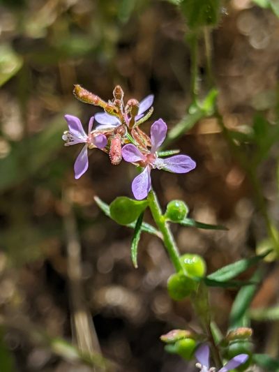Clarkia heterandra, photographed by Alex Heyman