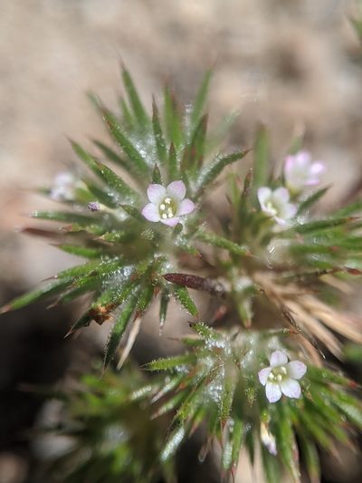 Navarretia divaricata, photographed by Alex Heyman