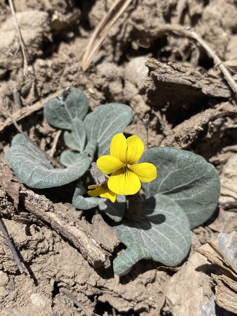 Viola charlestonensis, photographed by Matt Berger