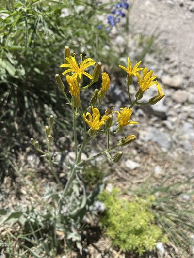 Crepis intermedia, photographed by Matt Berger