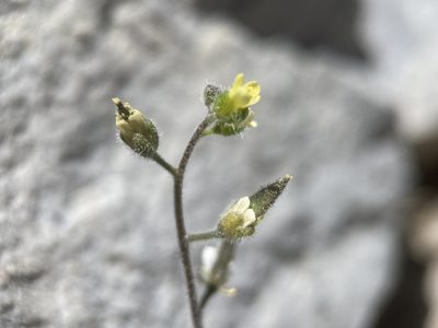 Draba paucifructa, photographed by Matt Berger
