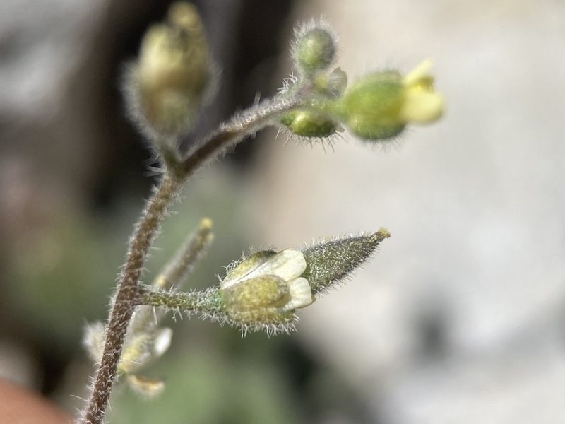Draba paucifructa, photographed by Matt Berger