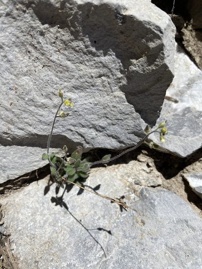 Draba paucifructa, photographed by Matt Berger