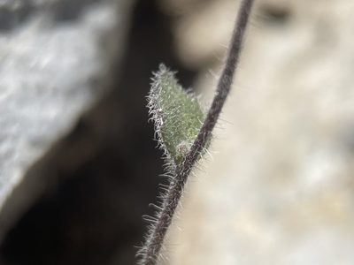 Draba paucifructa, photographed by Matt Berger