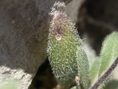 Draba paucifructa, photographed by Matt Berger