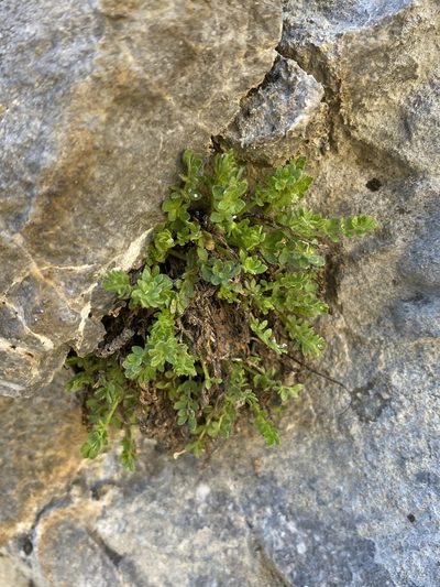 Potentilla jaegeri, photographed by Matt Berger