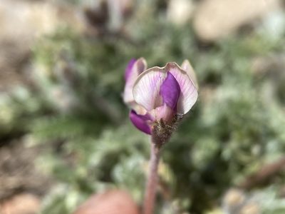 Oxytropis oreophila, photographed by Matt Berger