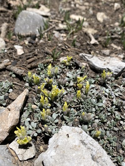 Physaria hitchcockii, photographed by Matt Berger