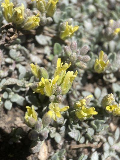 Physaria hitchcockii, photographed by Matt Berger