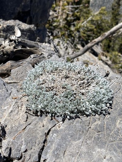 Artemisia constricta, photographed by Matt Berger