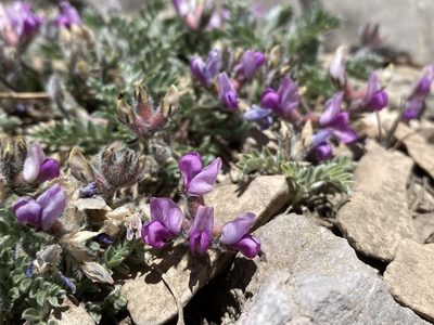 Oxytropis oreophila, photographed by Matt Berger